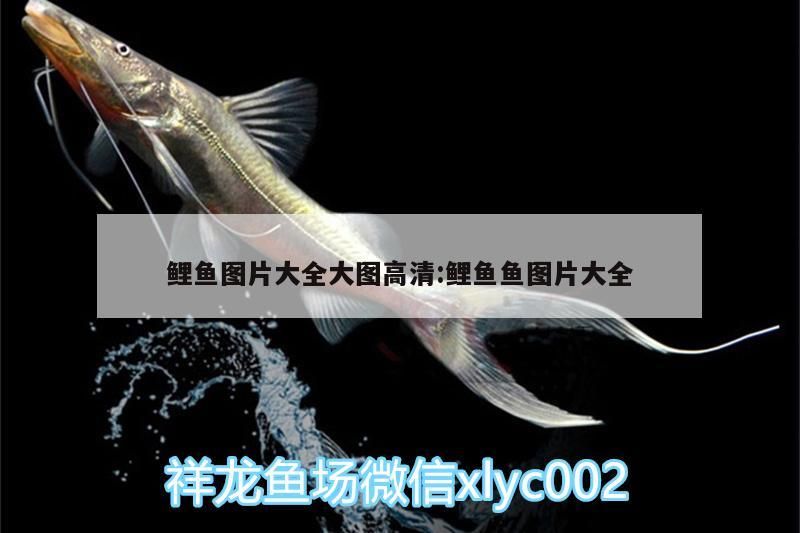 鯉魚圖片大全大圖高清:鯉魚魚圖片大全 鯉魚圖片大全大圖高清:鯉魚魚圖片大全 觀賞魚百科