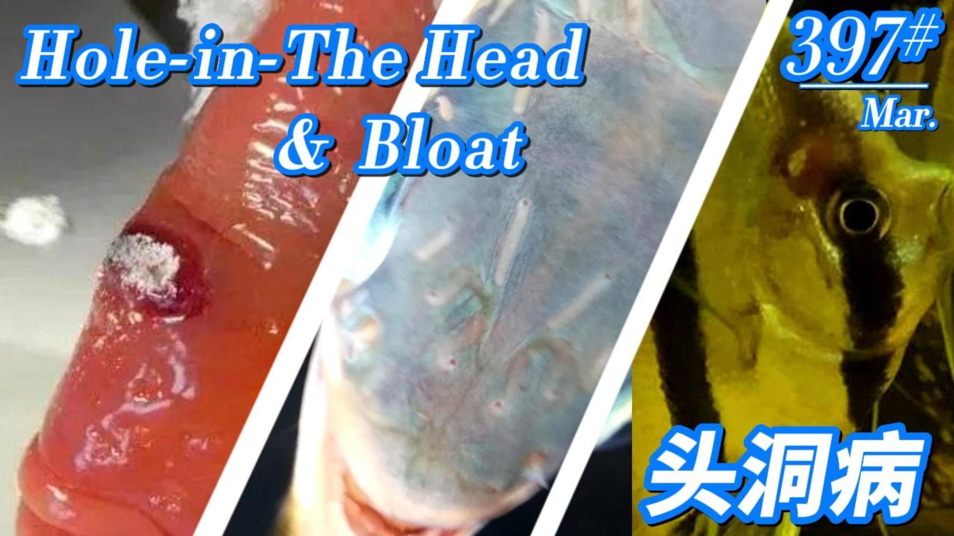 觀賞魚頭洞病怎么治療