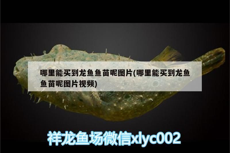 哪里能買到龍魚魚苗呢圖片(哪里能買到龍魚魚苗呢圖片視頻)