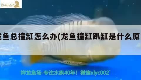 龍魚(yú)總撞缸怎么辦(龍魚(yú)撞缸趴缸是什么原因)