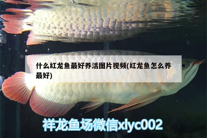 什么紅龍魚最好養活圖片視頻(紅龍魚怎么養最好)