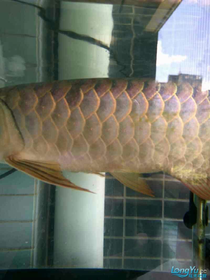 朋友想出條魚～請高手看看值多少錢～還能長嗎？