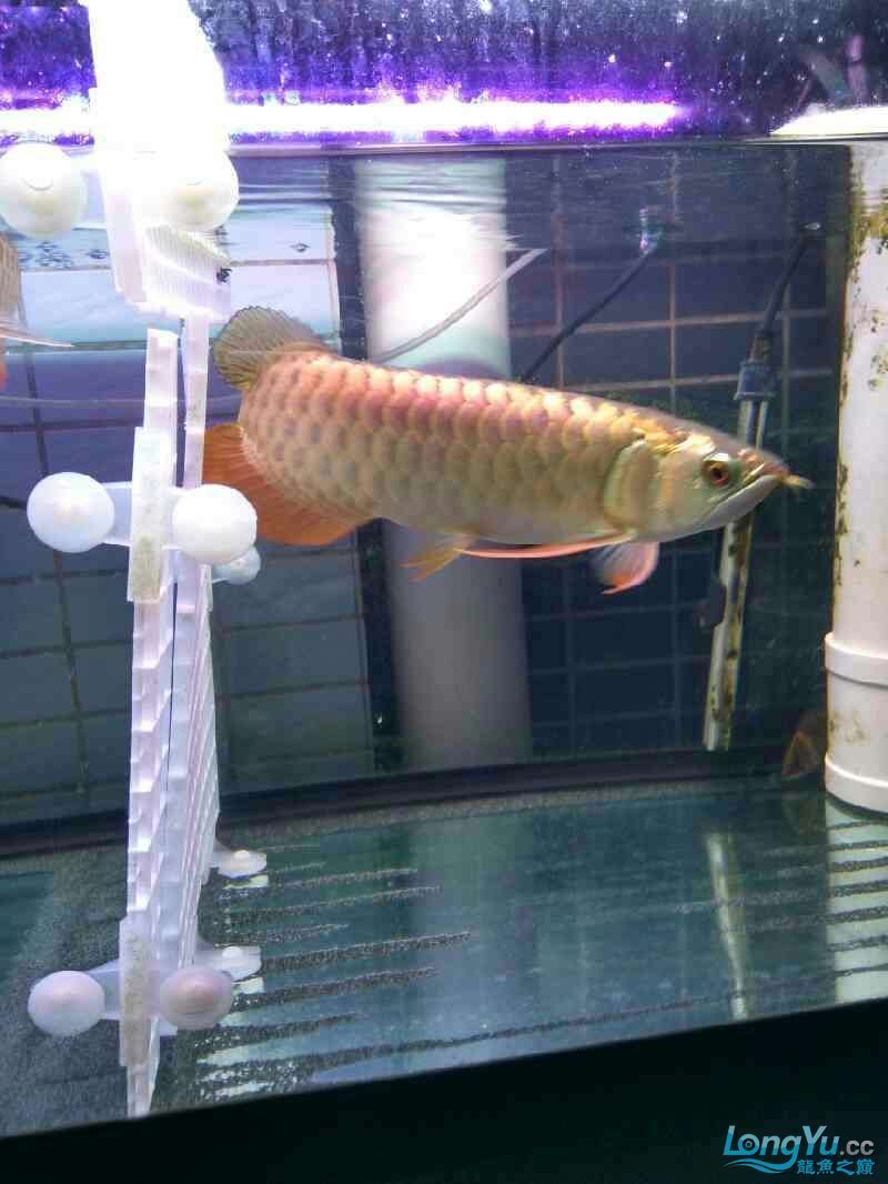 朋友想出條魚～請高手看看值多少錢～還能長嗎？