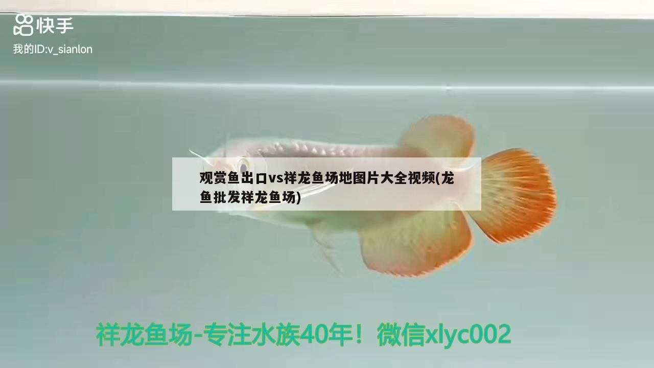 觀賞魚出口vs祥龍魚場地圖片大全視頻(龍魚批發(fā)祥龍魚場)
