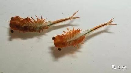 紅金龍魚能長多長：關于紅金龍魚的幾個疑問