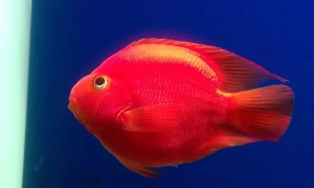 關于鸚鵡魚，你還有多少不知道的？
