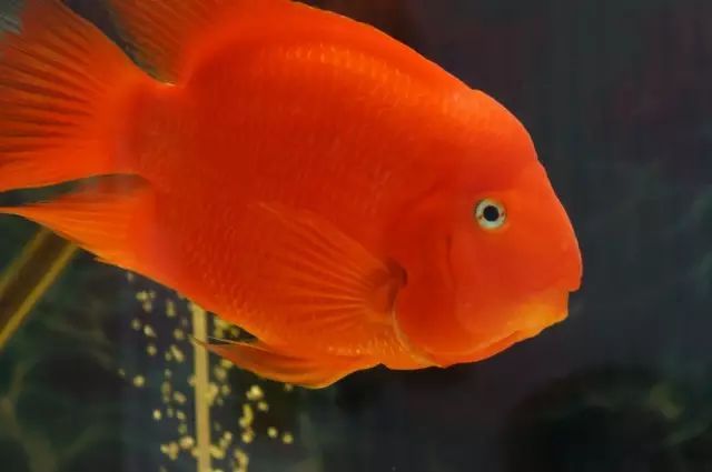 關于鸚鵡魚，你還有多少不知道的？