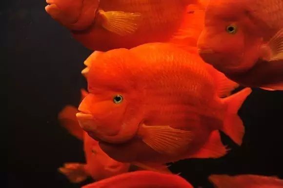 關于鸚鵡魚，你還有多少不知道的？