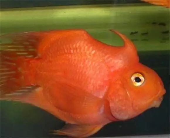 關于鸚鵡魚，你還有多少不知道的？