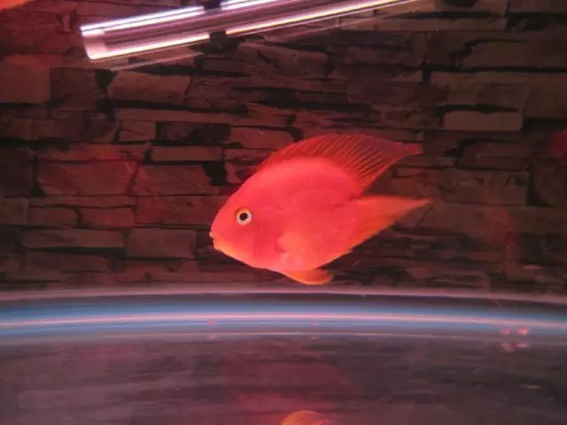 關于鸚鵡魚，你還有多少不知道的？