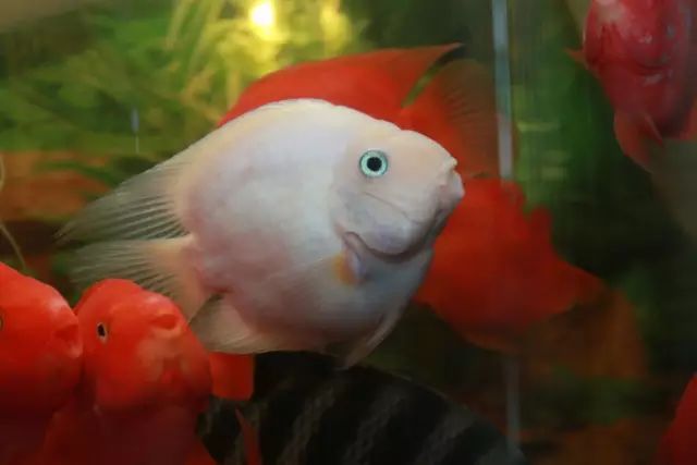 關于鸚鵡魚，你還有多少不知道的？