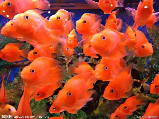 關于鸚鵡魚，你還有多少不知道的？