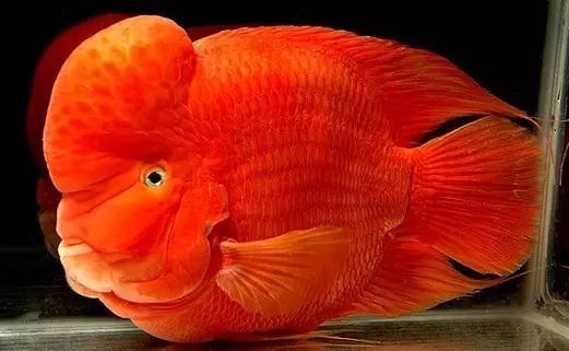 關于鸚鵡魚，你還有多少不知道的？