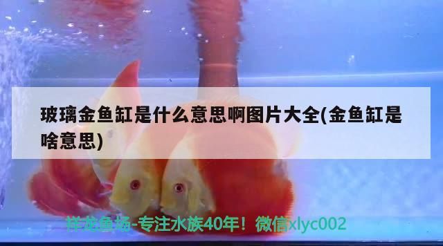 玻璃金魚缸是什么意思啊圖片大全(金魚缸是啥意思)