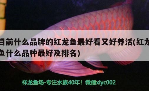目前什么品牌的紅龍魚(yú)最好看又好養(yǎng)活(紅龍魚(yú)什么品種最好及排名)