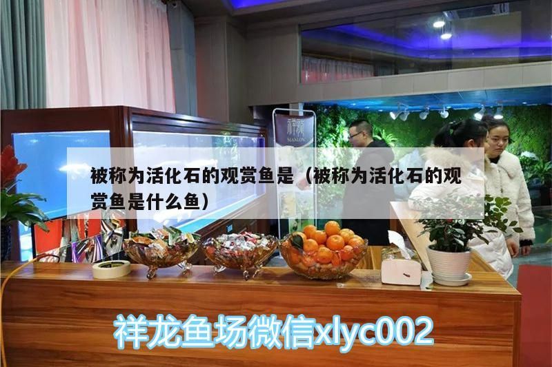 被稱為活化石的觀賞魚是（被稱為活化石的觀賞魚是什么魚）