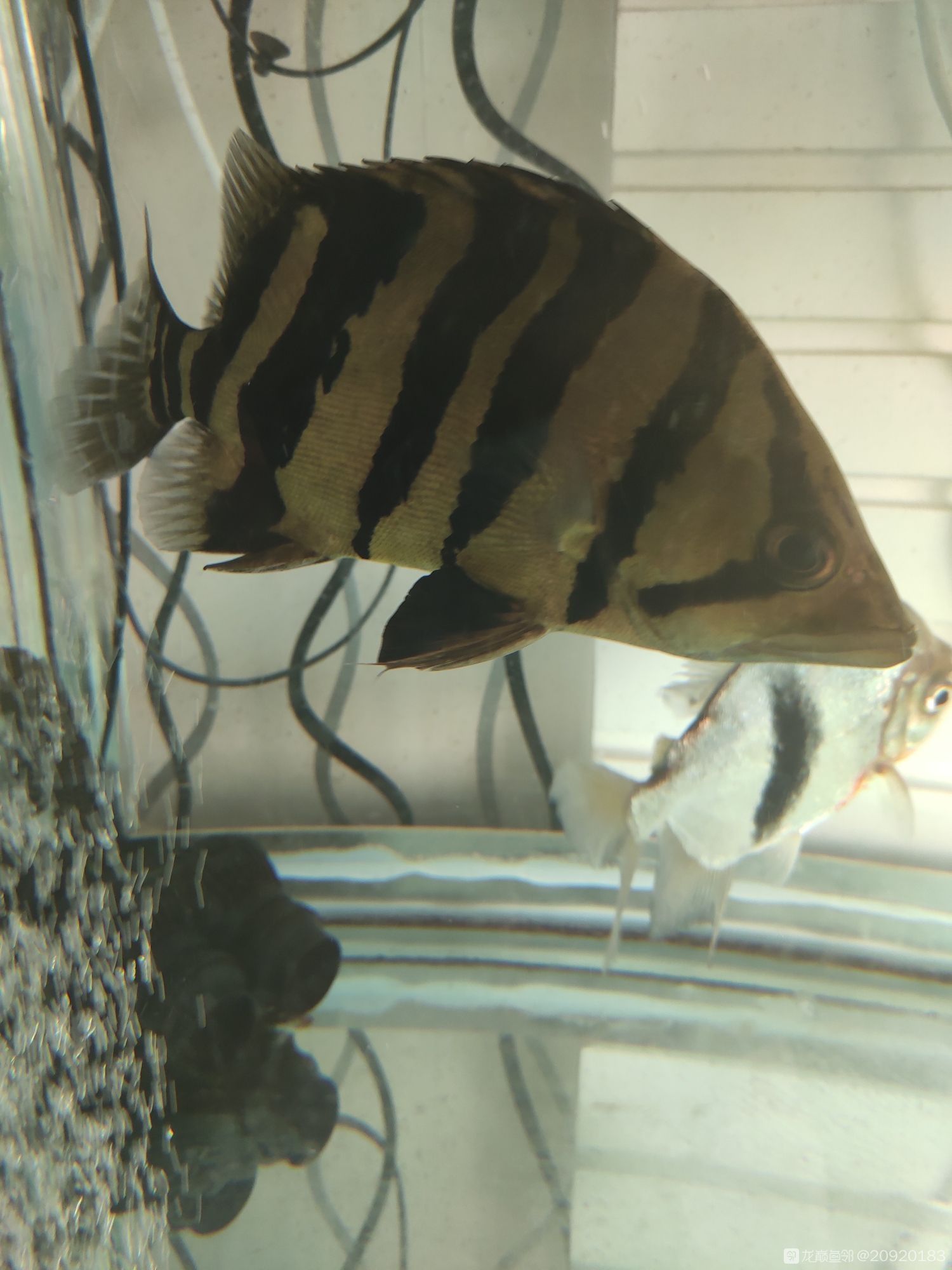 講講我養虎的歷程 觀賞魚百科 第5張 講講我養虎的歷程 講講我養虎的歷程 觀賞魚百科 第5張
