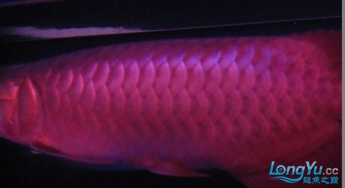 2月2龍抬頭4個半月瑰寶龍