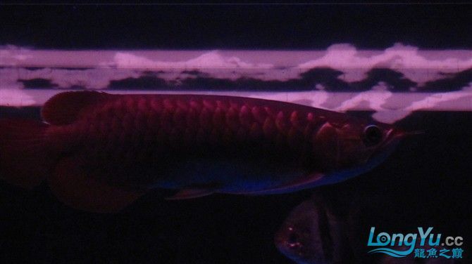 2月2龍抬頭4個半月瑰寶龍