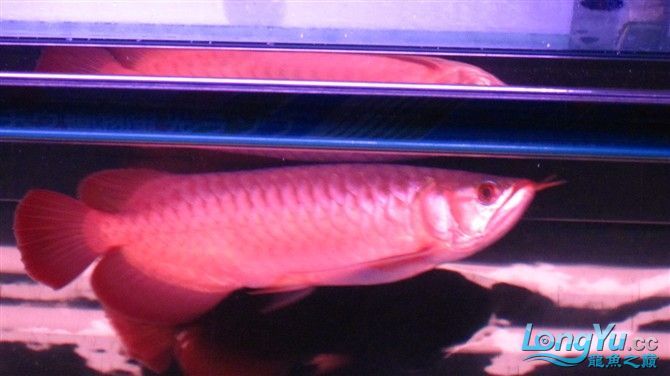 2月2龍抬頭4個半月瑰寶龍