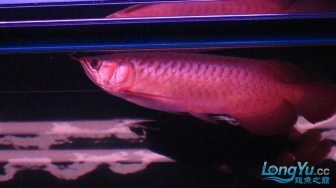 2月2龍抬頭4個半月瑰寶龍