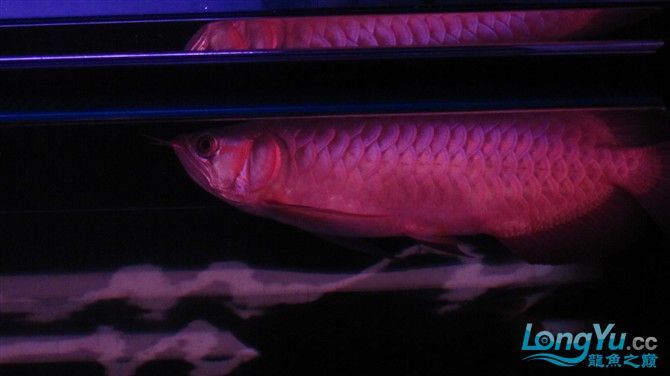 2月2龍抬頭4個半月瑰寶龍