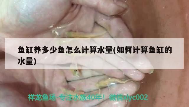 魚缸養多少魚怎么計算水量(如何計算魚缸的水量)