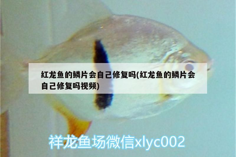 紅龍魚的鱗片會自己修復嗎(紅龍魚的鱗片會自己修復嗎視頻) 紅龍魚的鱗片會自己修復嗎(紅龍魚的鱗片會自己修復嗎視頻) 觀賞魚百科