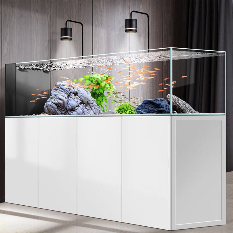 雷龍魚能和地圖魚混養嗎（雷龍魚能和地圖魚混養嗎視頻）