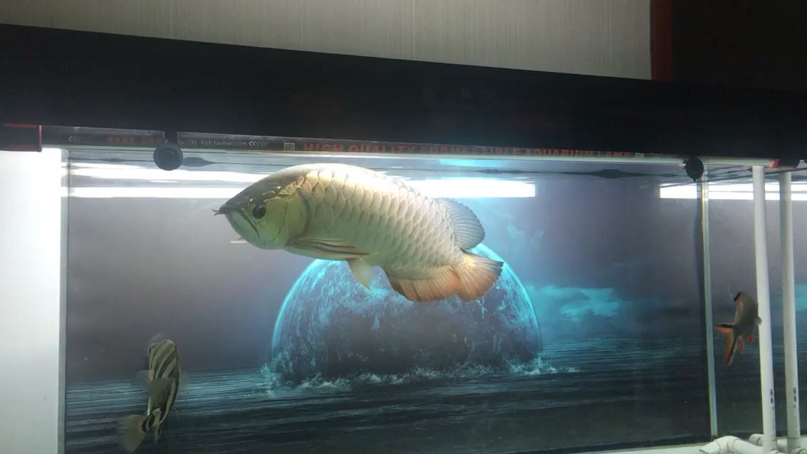紹興觀賞魚市場搖頭晃腦龍魚圈