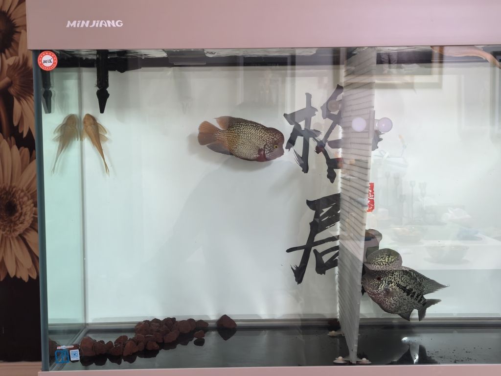 一年沒(méi)見(jiàn)露個(gè)頭！