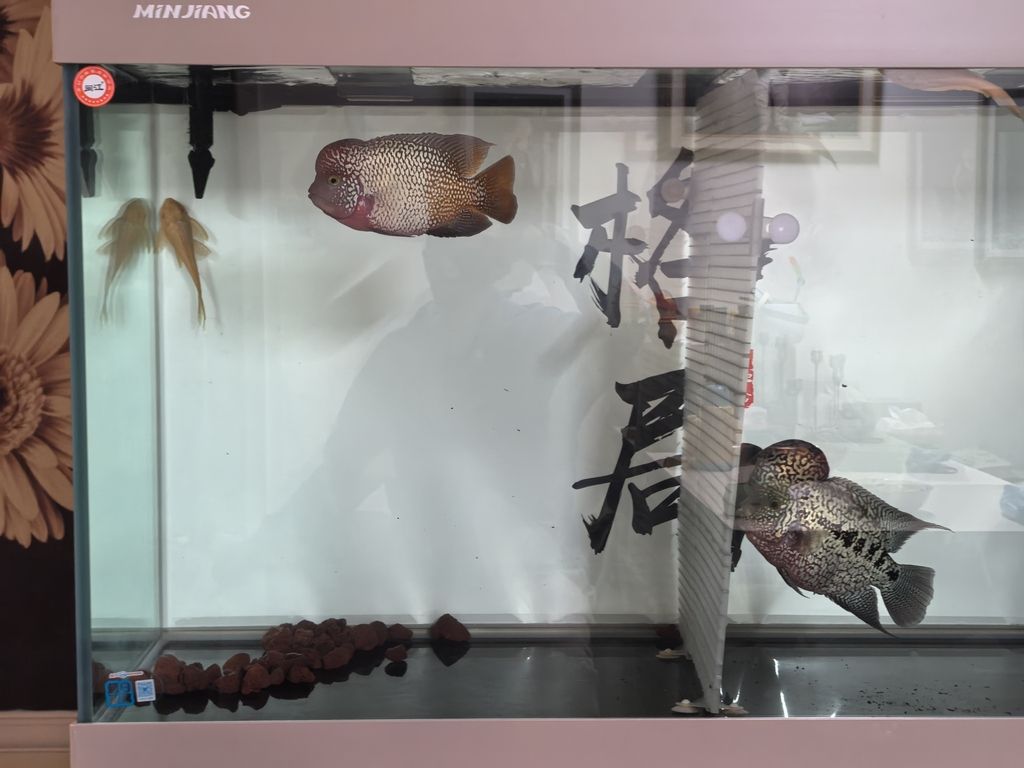 一年沒(méi)見(jiàn)露個(gè)頭！