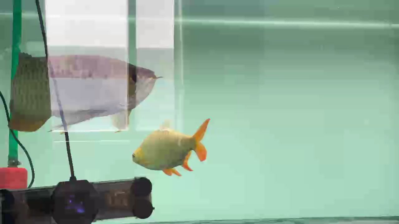 龍魚干蝦有營養嗎 國產古典過背一年兩個月記錄 龍魚論壇 國產古典過背一年兩個月記錄 國產古典過背一年兩個月記錄 龍魚論壇