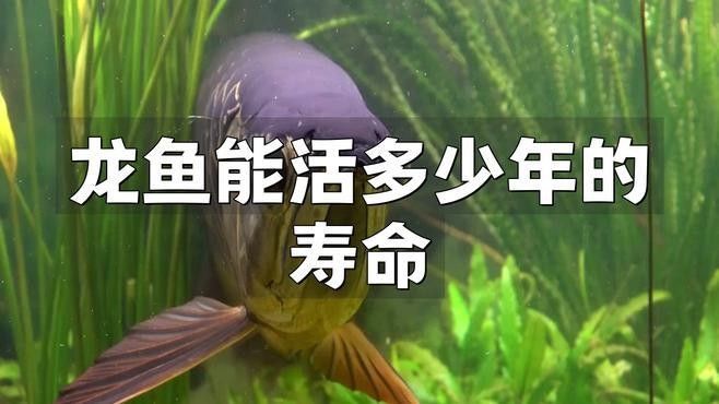 拱墅龍魚屬于什么檔次