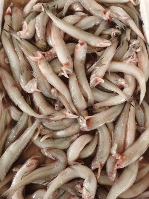 拱墅龍魚屬于什么檔次