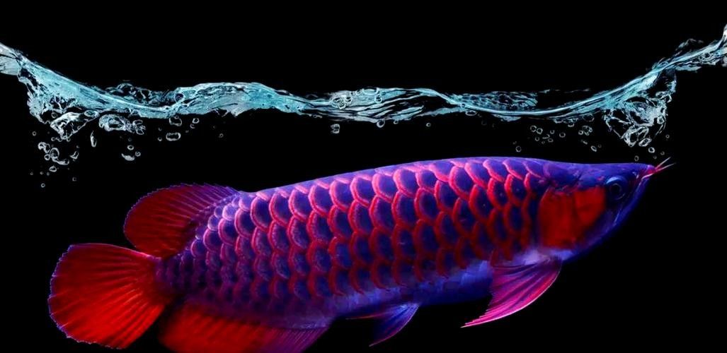 拱墅龍魚屬于什么檔次