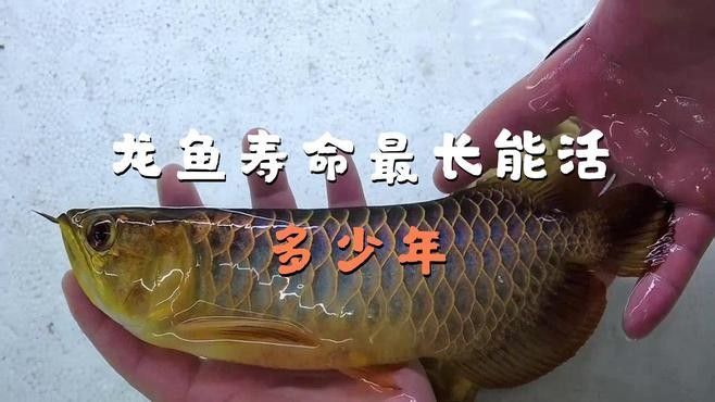 拱墅龍魚屬于什么檔次