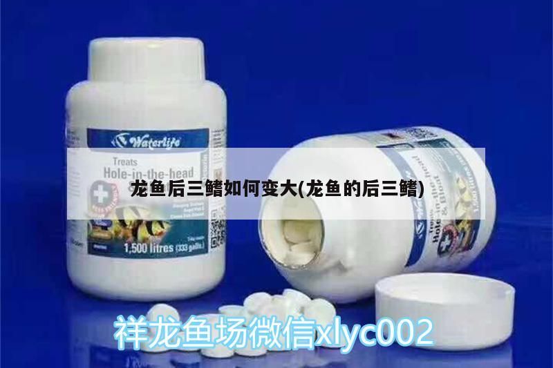 龍魚后三鰭如何變大(龍魚的后三鰭)