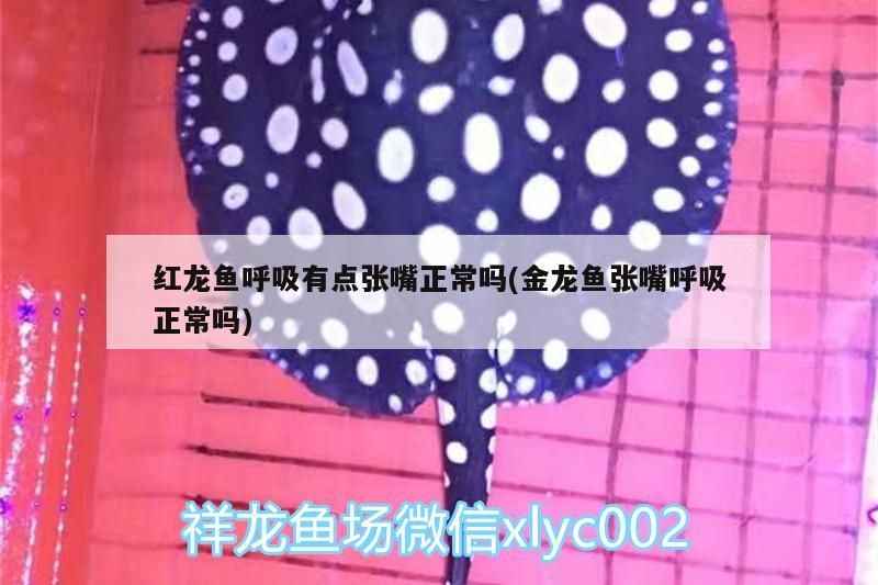 紅龍魚呼吸有點張嘴正常嗎(金龍魚張嘴呼吸正常嗎)
