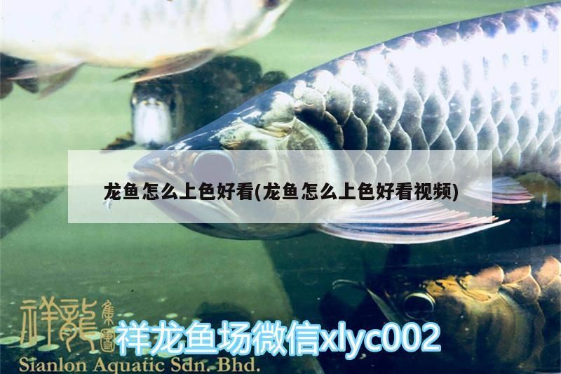 龍魚怎么上色好看(龍魚怎么上色好看視頻)