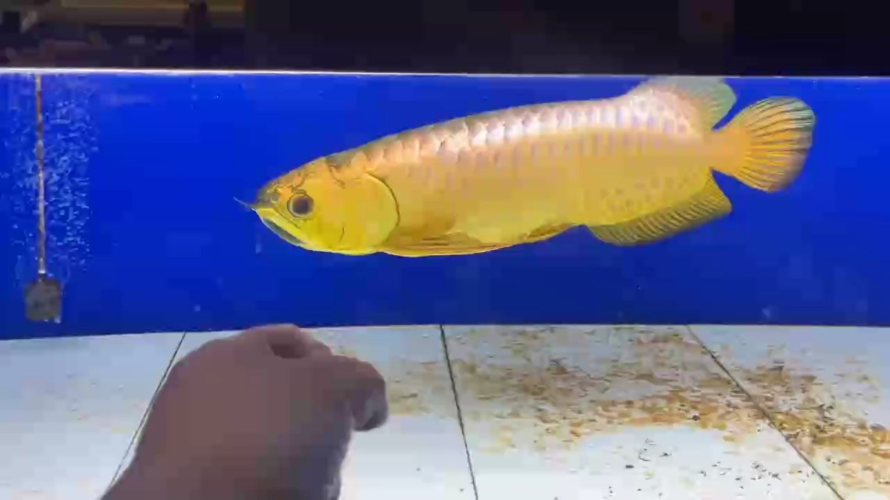 AG琥珀金：炮彈頭
