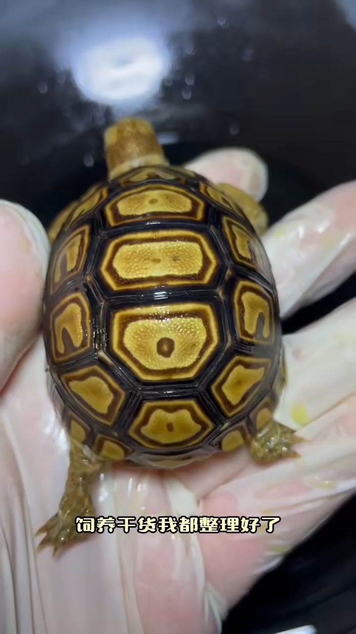精品豹紋陸龜吃蔬菜水果主頁置頂有渠