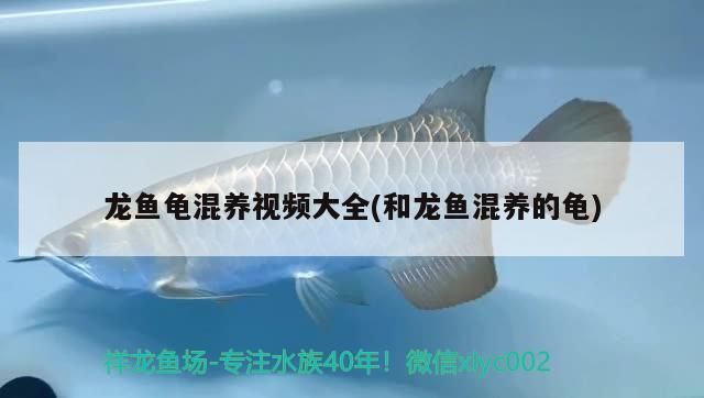 臨沂金龍魚(yú)批發(fā)市場(chǎng)電話號(hào)碼查詢（臨沂金龍魚(yú)批發(fā)市場(chǎng)電話號(hào)碼查詢地址）