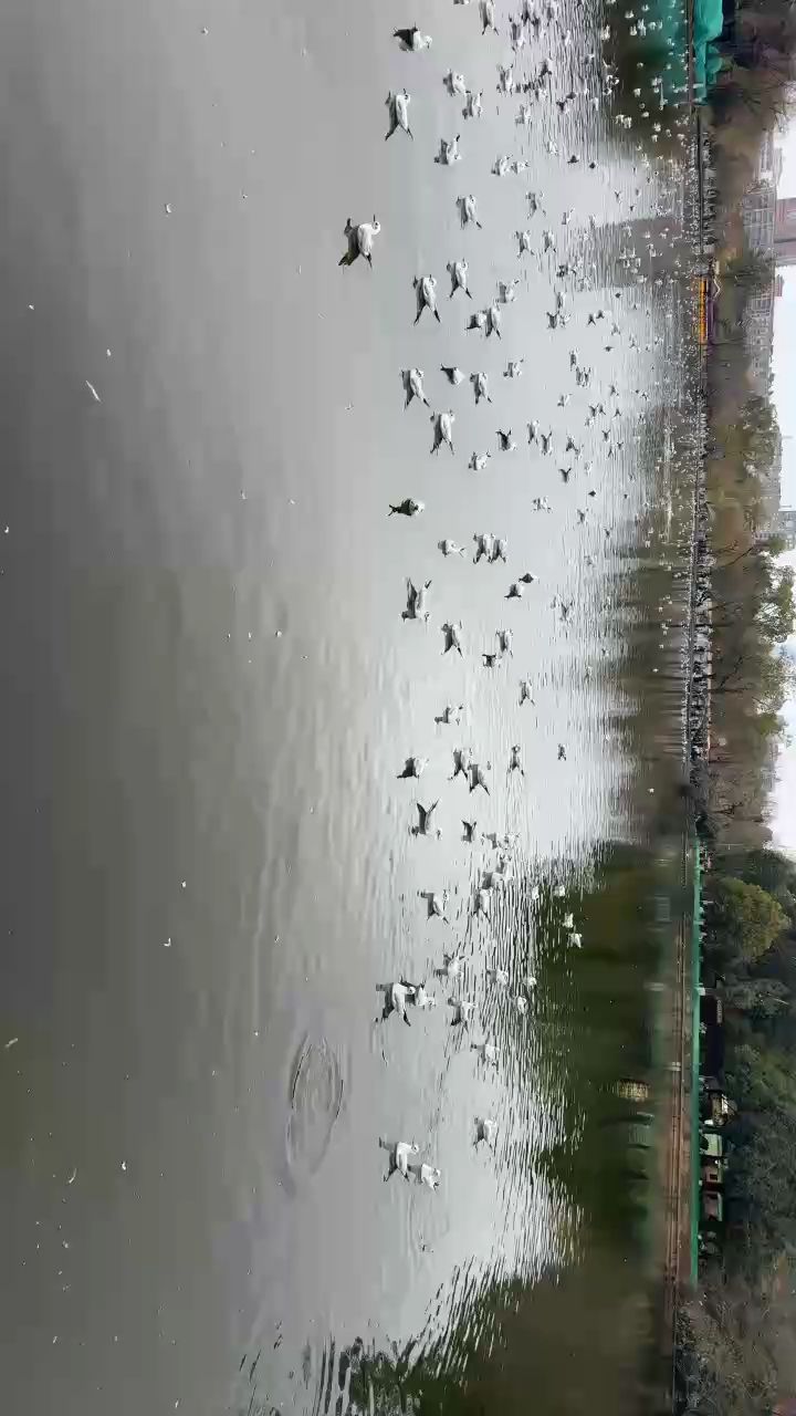 龍魚干蝦有營養嗎 海鷗飛 龍魚論壇 海鷗飛 海鷗飛 龍魚論壇