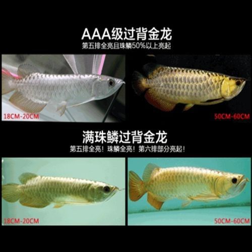 高背金龍魚品牌