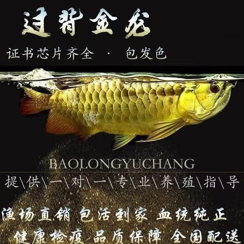 高背金龍魚品牌