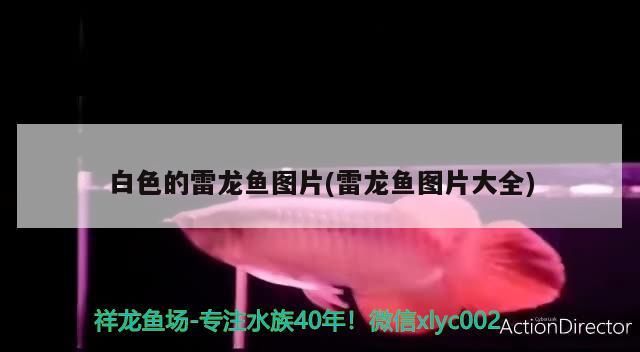 巴西亞魚多少錢一條40公分出金的魚和巴西亞魚的區(qū)別，巴西亞魚多少錢一條