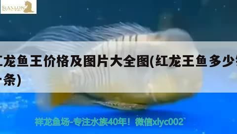 巴西亞魚多少錢一條40公分出金的魚和巴西亞魚的區(qū)別，巴西亞魚多少錢一條