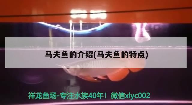 馬夫魚的介紹(馬夫魚的特點)