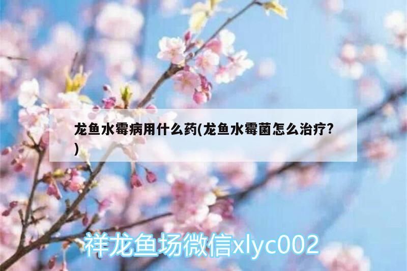 龍魚水霉病用什么藥(龍魚水霉菌怎么治療?)